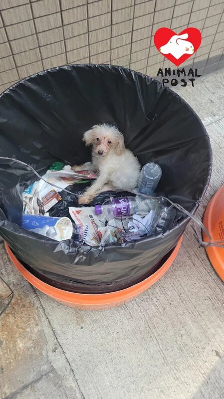 2 貴婦狗去年10月被丟棄在垃圾桶。.jpg