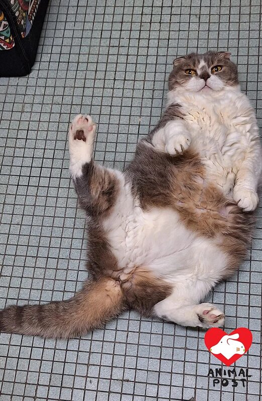 4 貓貓性格溫馴，希望找到家庭安享晚年。.jpg