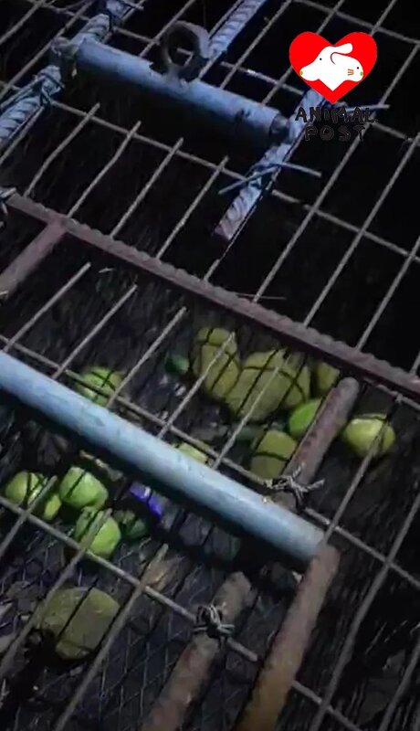 2  義工在牛池灣的山上發現捕獸籠。.jpg