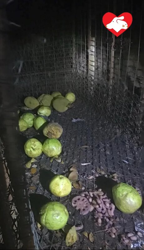 3  捕獸籠內放了生果和蓮藕。.jpg