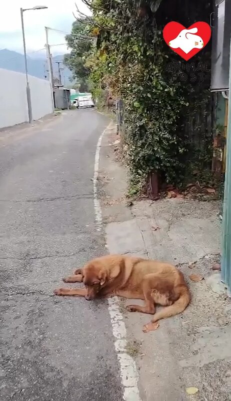2 坪輋有狗狗疑被車撞傷，已經在路邊躺了一整天。.jpg