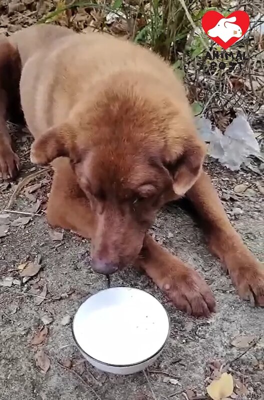 5  天氣將轉壞，熱心市民正急尋義工救援。.jpg