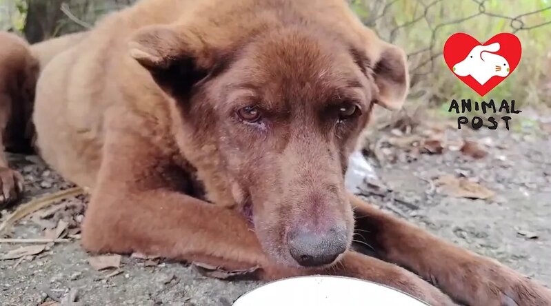 4 天氣將轉壞，熱心市民正急尋義工救援。.jpg