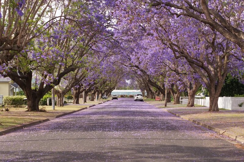 Singleton ,  NSW.jpg