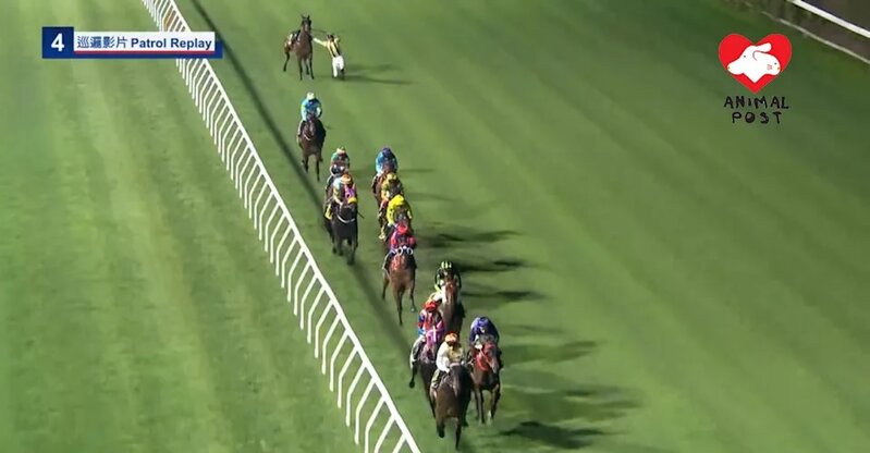 2 馬匹樂加福昨日在賽事中腳部受傷，騎士跳落地，樂加福最終被人道毀滅。.jpg