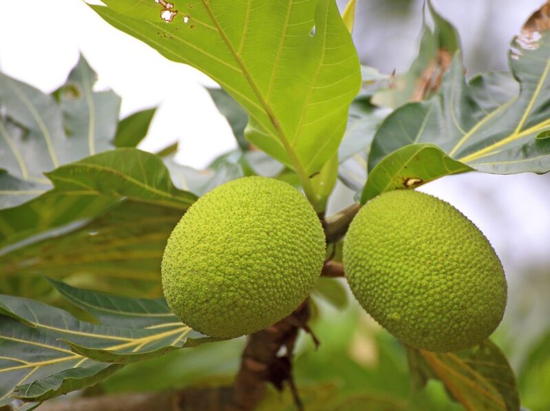 breadfruit.jpg
