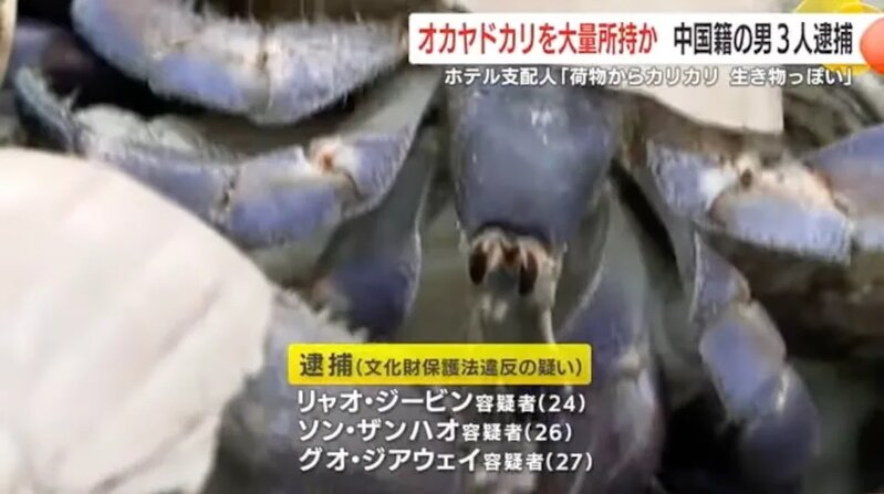 中國籍男子涉嫌非法持有約 160 公斤陸寄居蟹.jpg