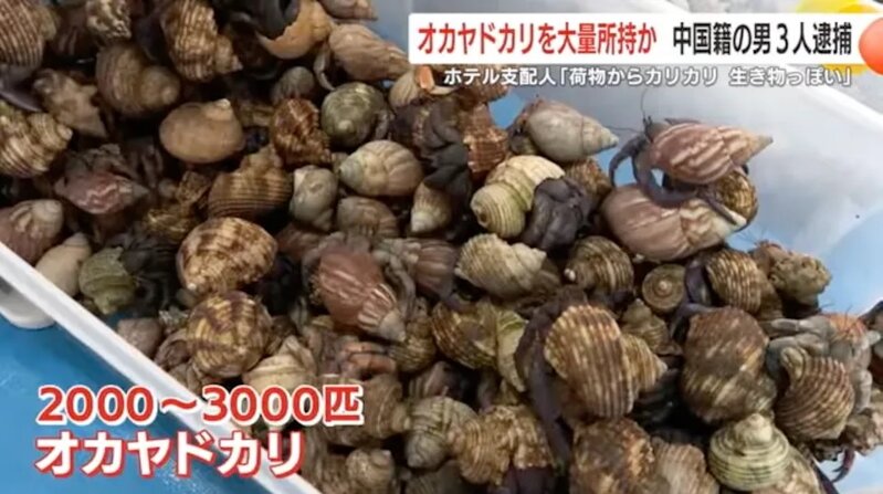 3 名中國籍男子涉嫌非法持有約 160 公斤陸寄居蟹，在日本鹿兒島被捕。.jpg