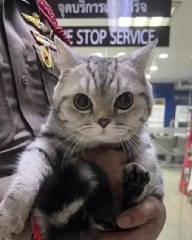 4 被警察教育完的貓一臉無辜，疑似沒有打算悔改。.jpg