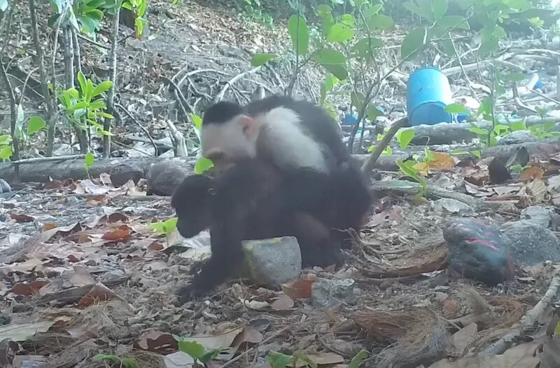 至少 11 隻幼年吼猴被綁架.jpg