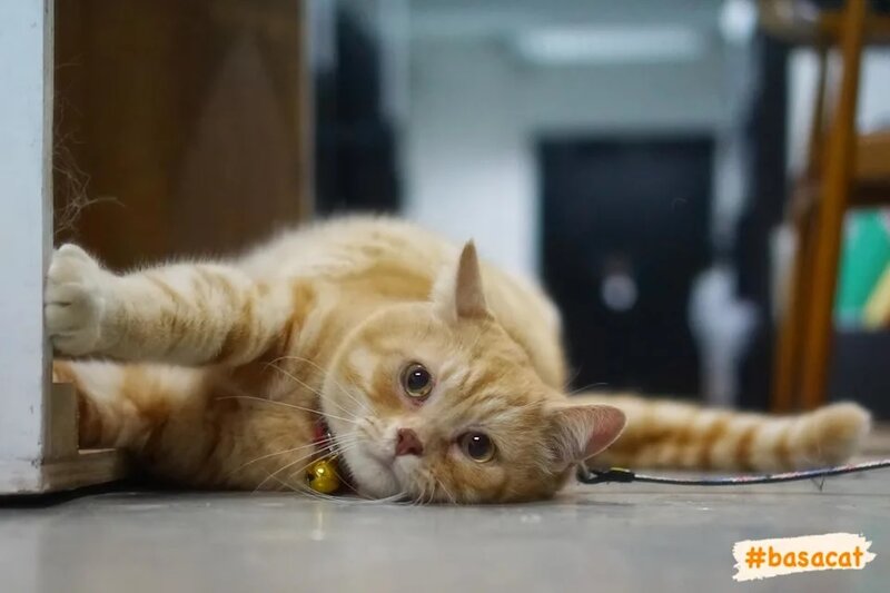 1 貓攝影師 Basa Yung 曾為弟弟拍攝寫真（Ying Kit Basa Yung Facebook）.jpg