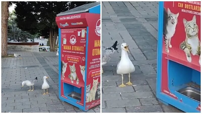 公園傳出沙啞「喵喵」聲 竟是海鷗扮貓討食.jpg
