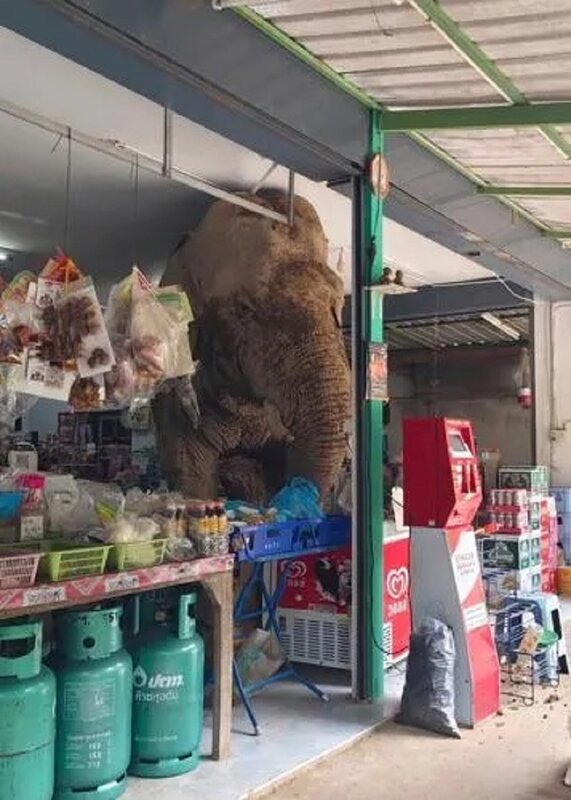 大象闖進泰國一間便利店。（網上相片）.jpg