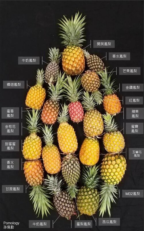 4 台灣鳳梨品種非常多，嘉大園藝系早前收集不同台灣農場的鳳梨製成詳盡說明。（圖片來.jpg
