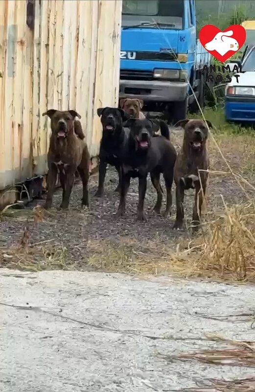 2 被困籠的3狗日前被人放出來，和另外兩隻放養狗走在一起。.jpg