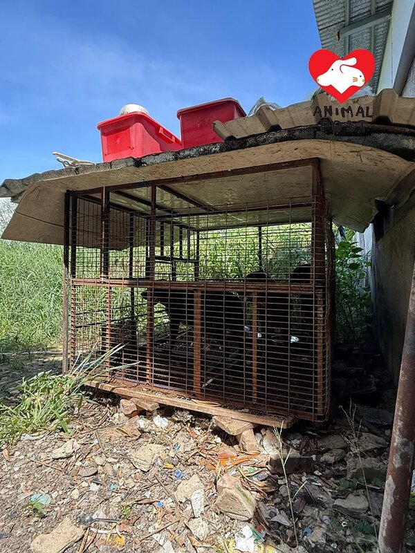 3    3隻狗早前被困在一個骯髒鐵籠內。.jpg