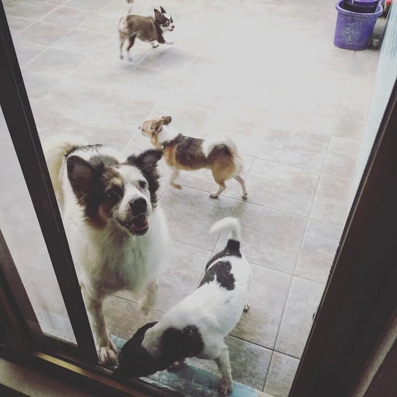 3 郭碧婷收養了過百隻流浪毛孩.jpg