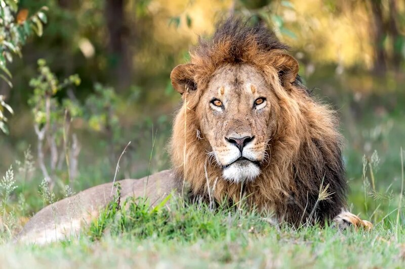 澳洲動物園發生獅子咬人事件 女遊客手臂嚴重受傷.jpg