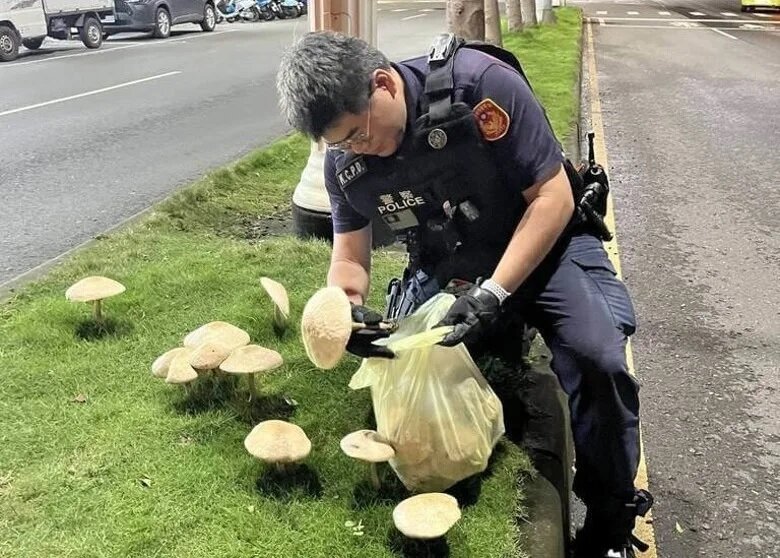 安全島生野菇 醫生稱食用恐致腎衰竭.jpg