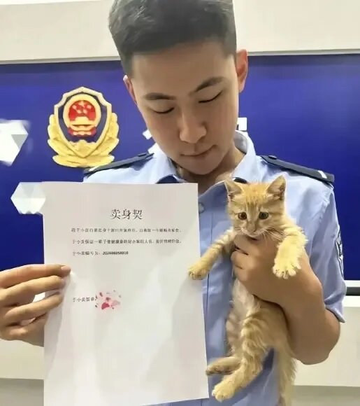▲有一隻流浪的小橘貓跑進派出所，意外的被警察收編，搖身一變成為有鐵飯碗的貓警長。.jpg