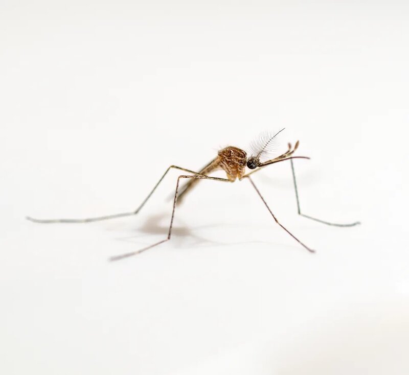 基孔肯雅熱｜新增一宗輸入個案 居於西貢區23歲男子月初曾到佛山 本港累計9宗個案.jpg