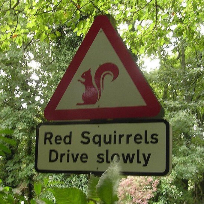 Driving Squirrels - Copy.jpg