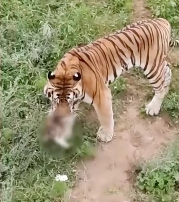小貓誤闖老虎園 被咬死影片瘋傳.jpg