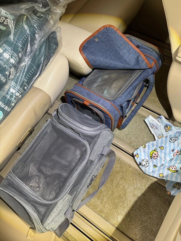 3 檢獲的懷疑非法進口幼貓（政府新聞處）.jpg