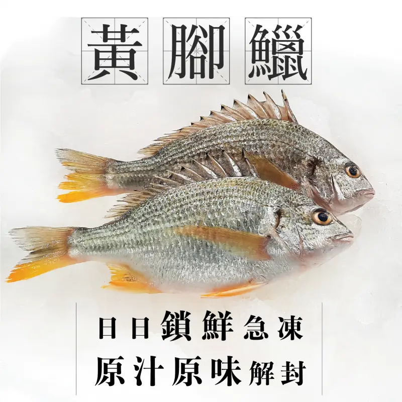 鱲魚.webp