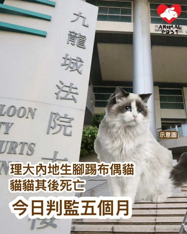 理大內地生腳踢室友所養布偶貓 殘酷對待動物罪成今判監5個月.jpg