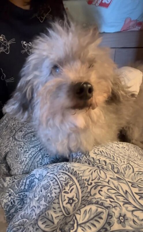 1 機警消防員憑災民家中一張紙條大叫狗名 成功救出倖存貴婦狗：生命得來不易，繼續相愛相惜.jpg