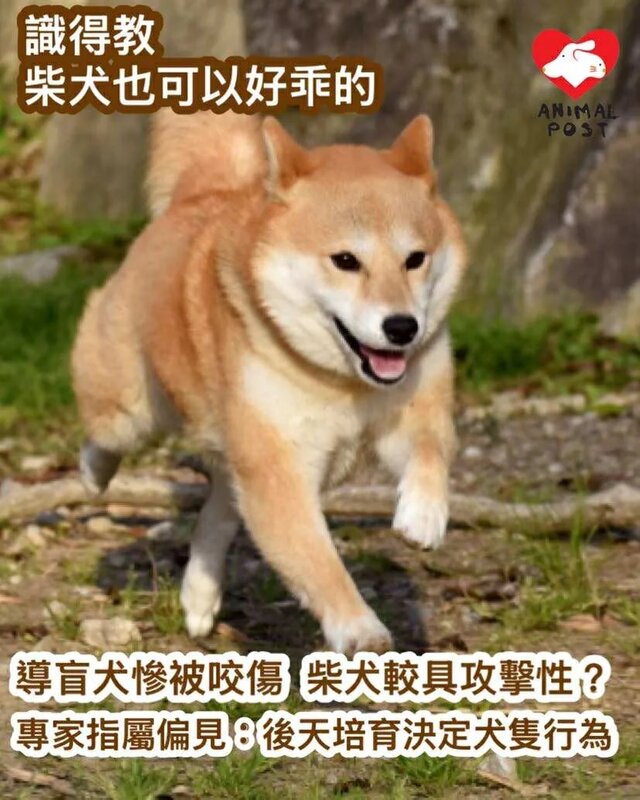 導盲犬慘被狗咬傷 專家：後天培育決定犬隻行為 柴犬具攻擊性屬偏見.jpg
