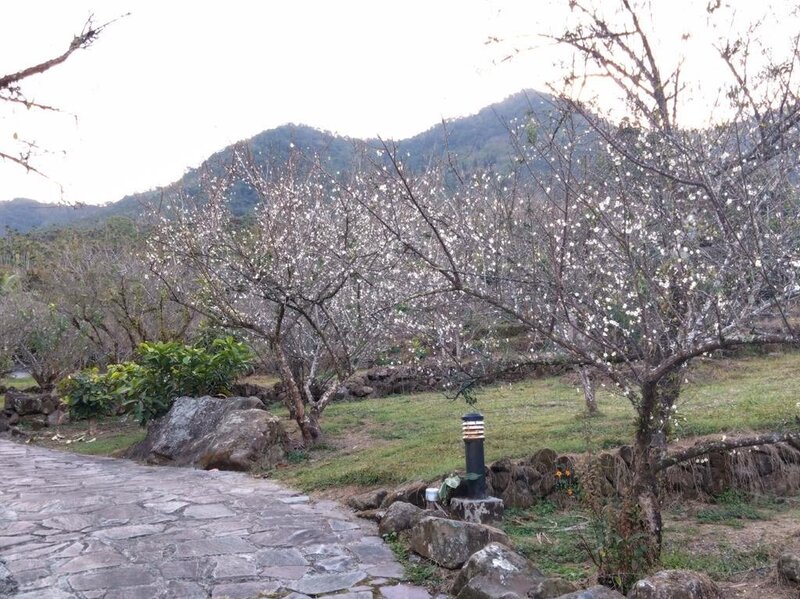 台南市  楠西區  梅嶺   -   101.jpg