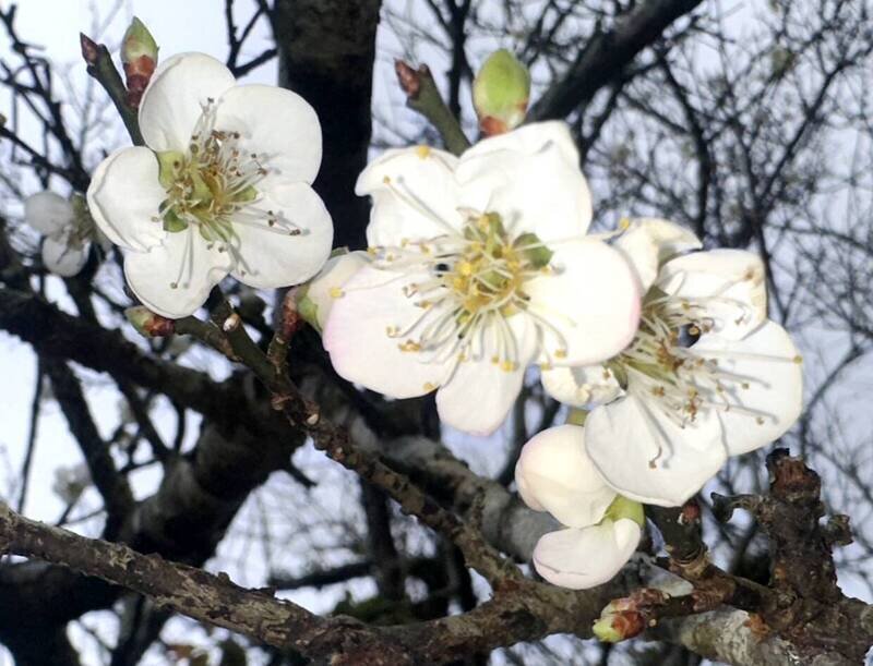 台南市  楠西區  梅嶺   -   103.jpg