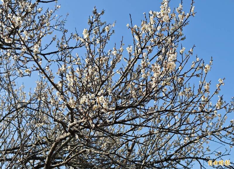 台南市  楠西區  梅嶺   -   104.jpg