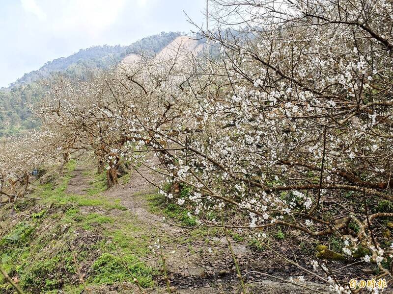 台南市  楠西區  梅嶺   -   105.jpg