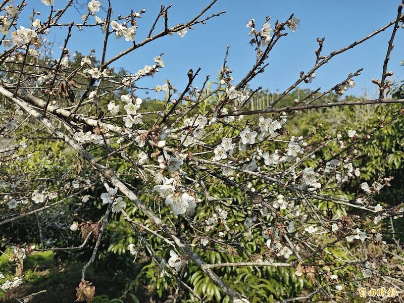 台南市  楠西區  梅嶺   -   106.jpg