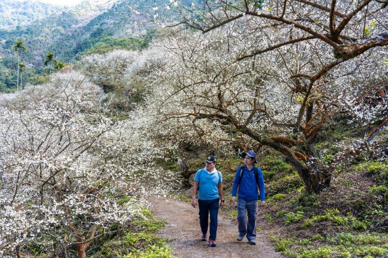 台南市  楠西區  梅嶺   -   107.jpg