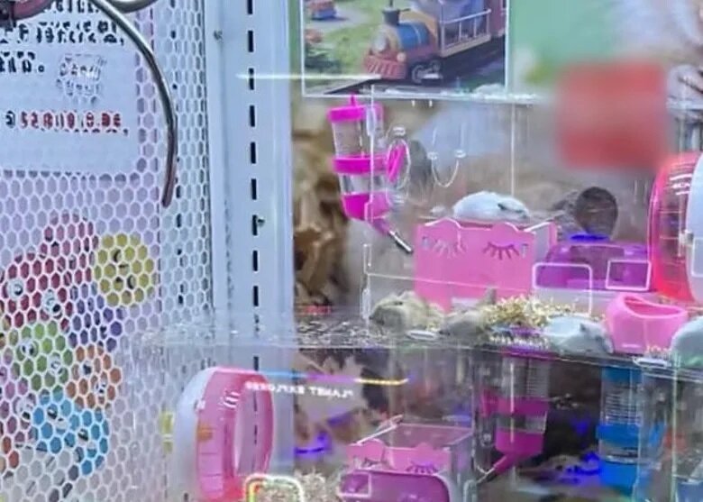 夾公仔機放小動物捱轟 兒童遊樂場急撤走.jpg