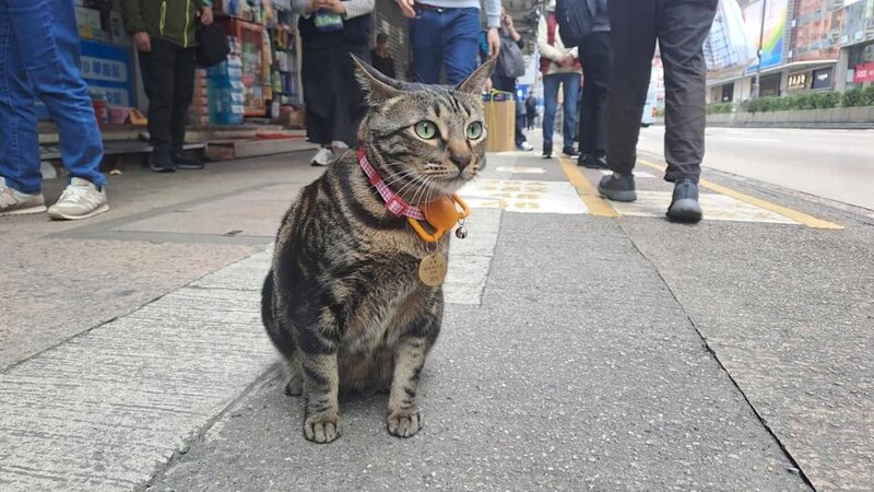 1 旺角藥房明星貓店長阻B失蹤一晚，今早突尋回，在藥房外現身。.jpg