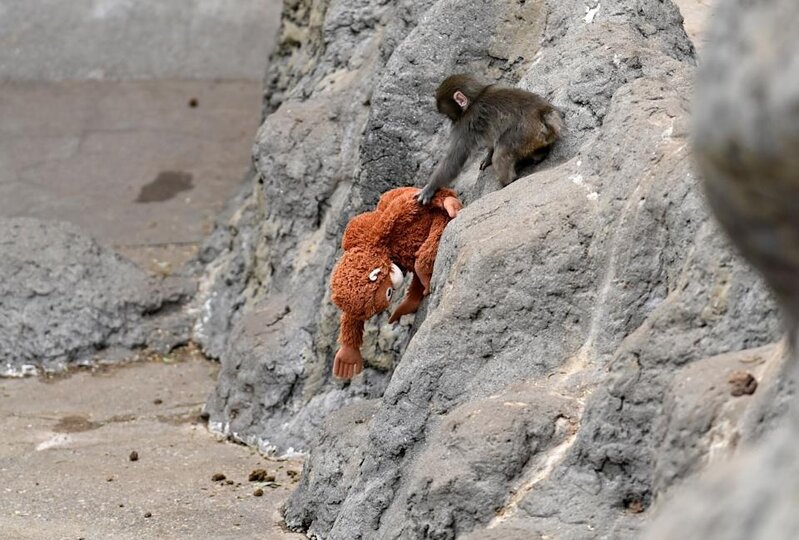2 日本市川市動植物園指，與 Panchi 玩耍的猴子越來越多，牠亦因此減少玩毛公仔。（資.jpg