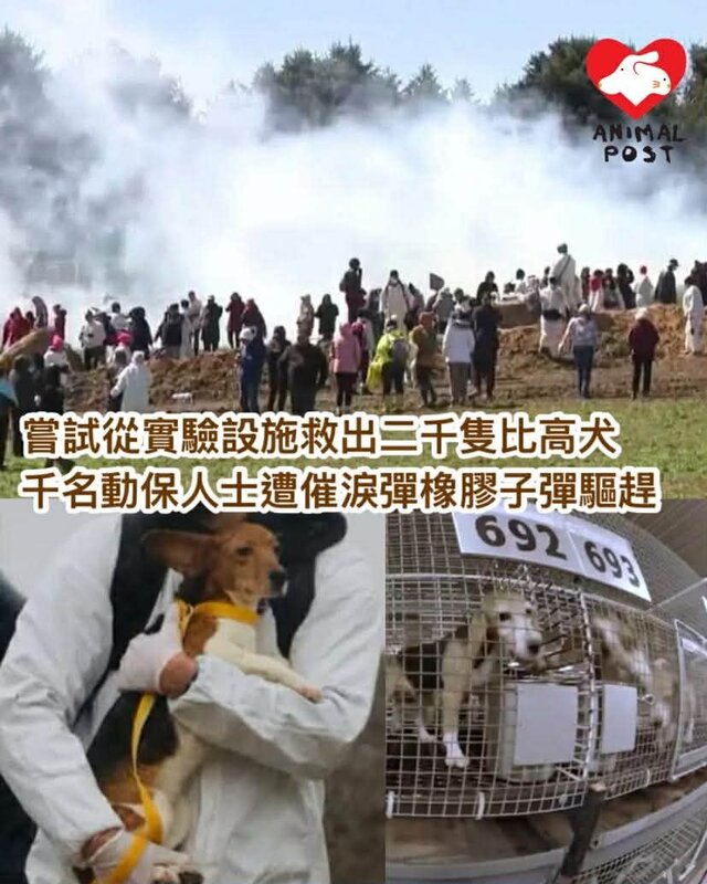 美國千名動保人士營救實驗設施中二千隻比高犬 遭催淚彈橡膠子彈驅趕.jpg