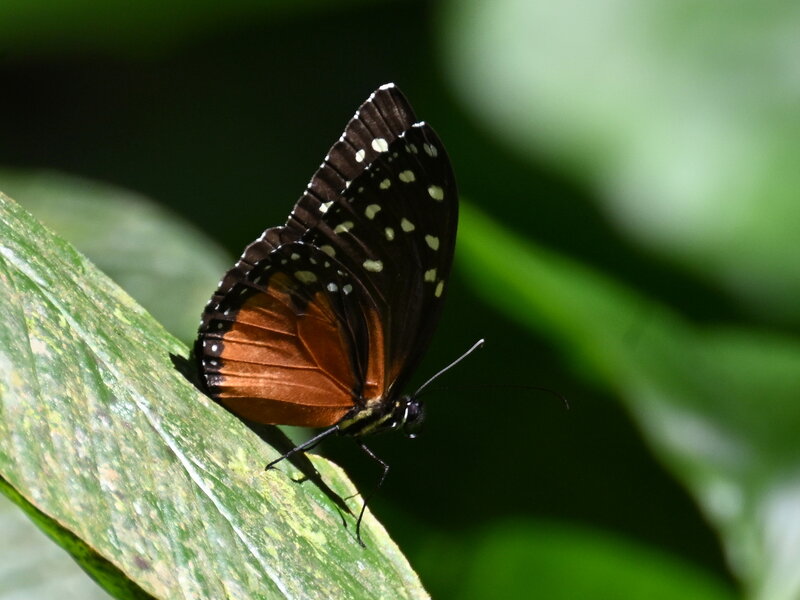 DSC_1361_cr.jpeg