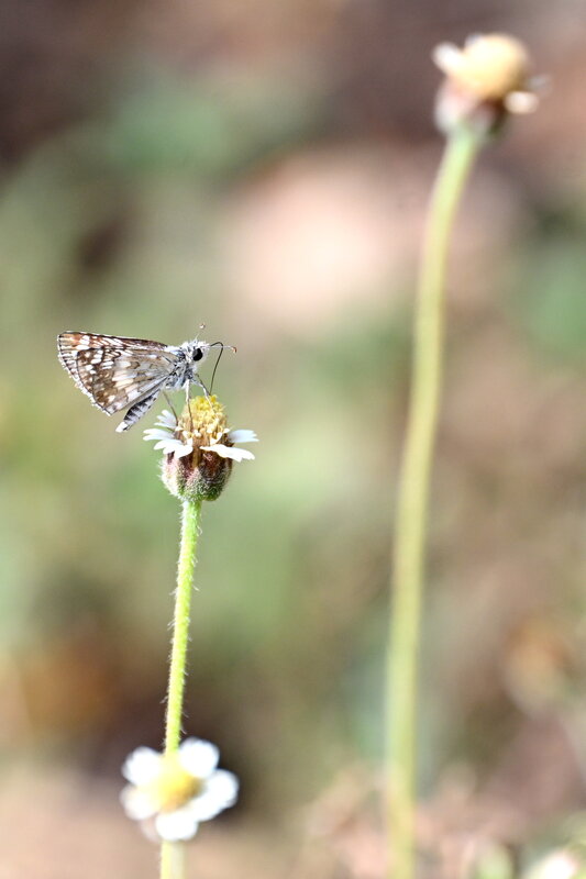 DSC_3104.jpg