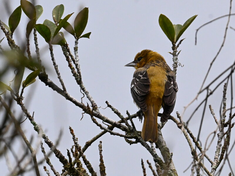 DSC_0475.jpg