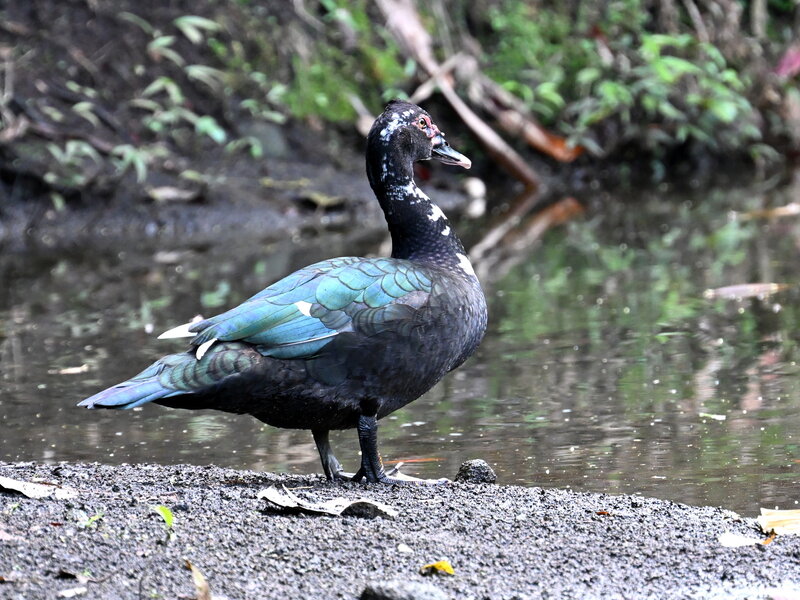DSC_0062.jpg