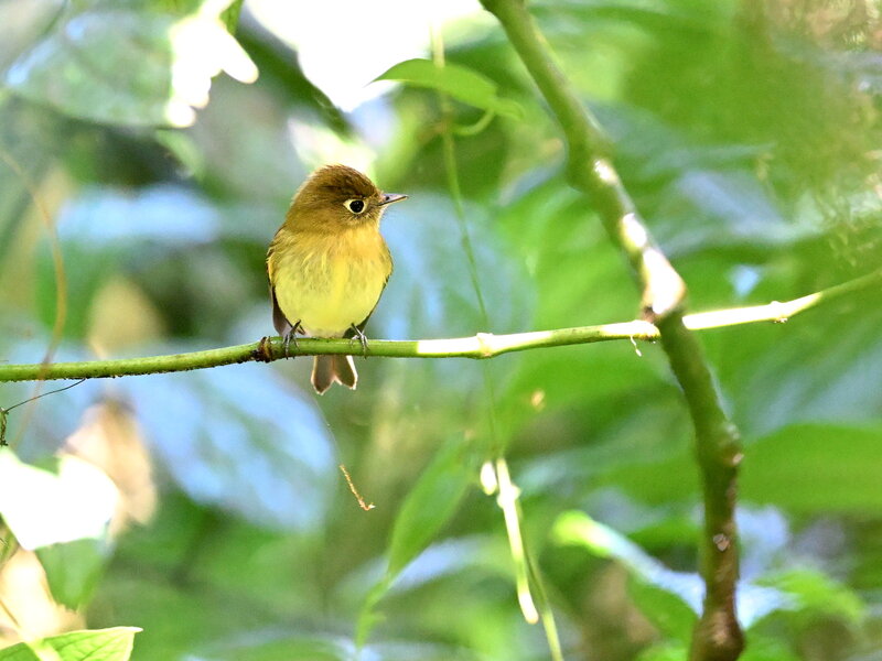 DSC_2251_cr.jpg
