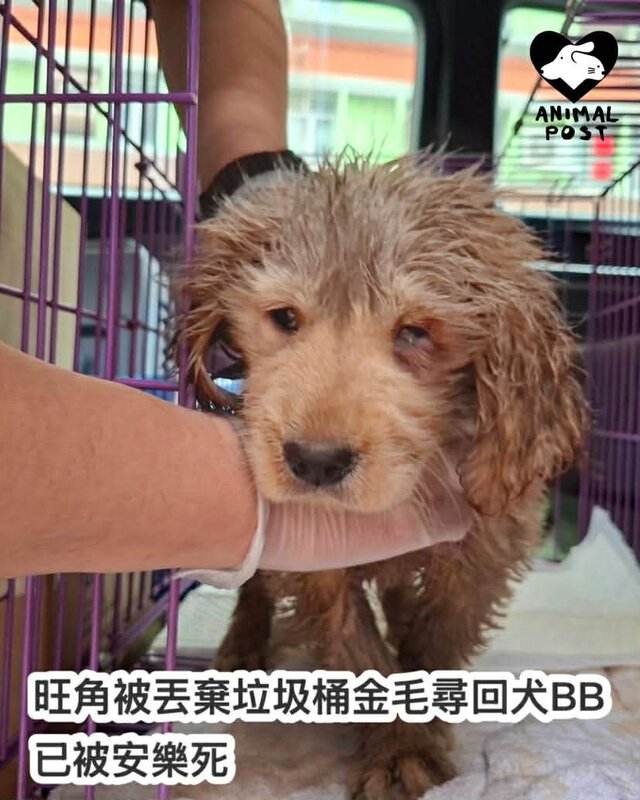 旺角被丟垃圾桶幼犬因末期狗瘟已安樂死 警方指被捕人涉嫌網上買狗走私來港.jpg