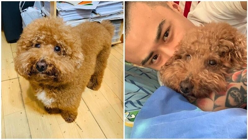 宏福苑大火離世狗狗「多多」遺駭終尋獲 飼主：終可接牠走了.jpg