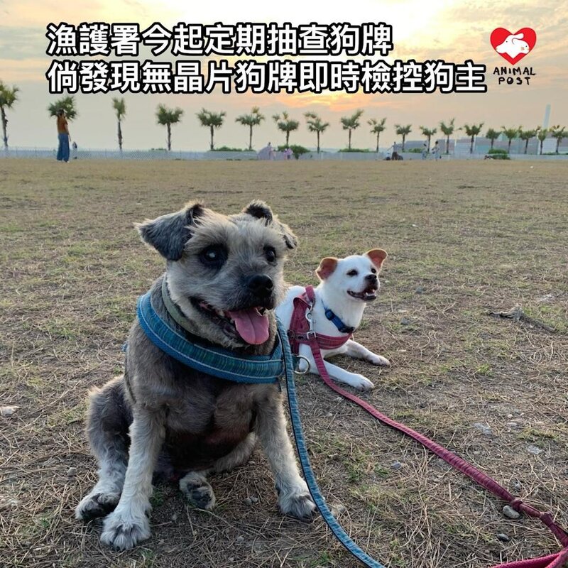 漁護署即日起定期巡查狗隻牌照 無晶片狗牌即直接檢控.jpg